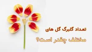 تعداد گلبرگ گل های مختلف چقدر است؟