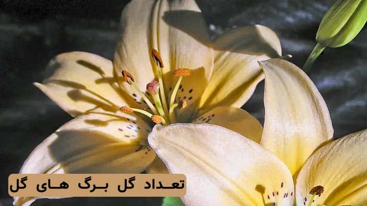 تعداد گلبرگ گل های مختلف چقدر است؟