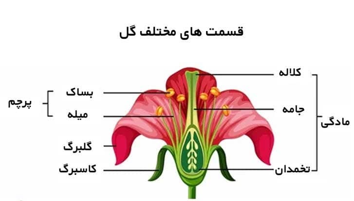 تعداد گلبرگ گل